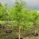 Taxodium Bald Cypress