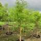 Taxodium Bald Cypress Taxodium Bald Cypress