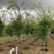 Green Case Zelkova Green Case Zelkova